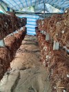 Ảnh: Nấm rơm của hộ gia đình anh Hồ Văn Thanh đang đến mùa thu hoạch