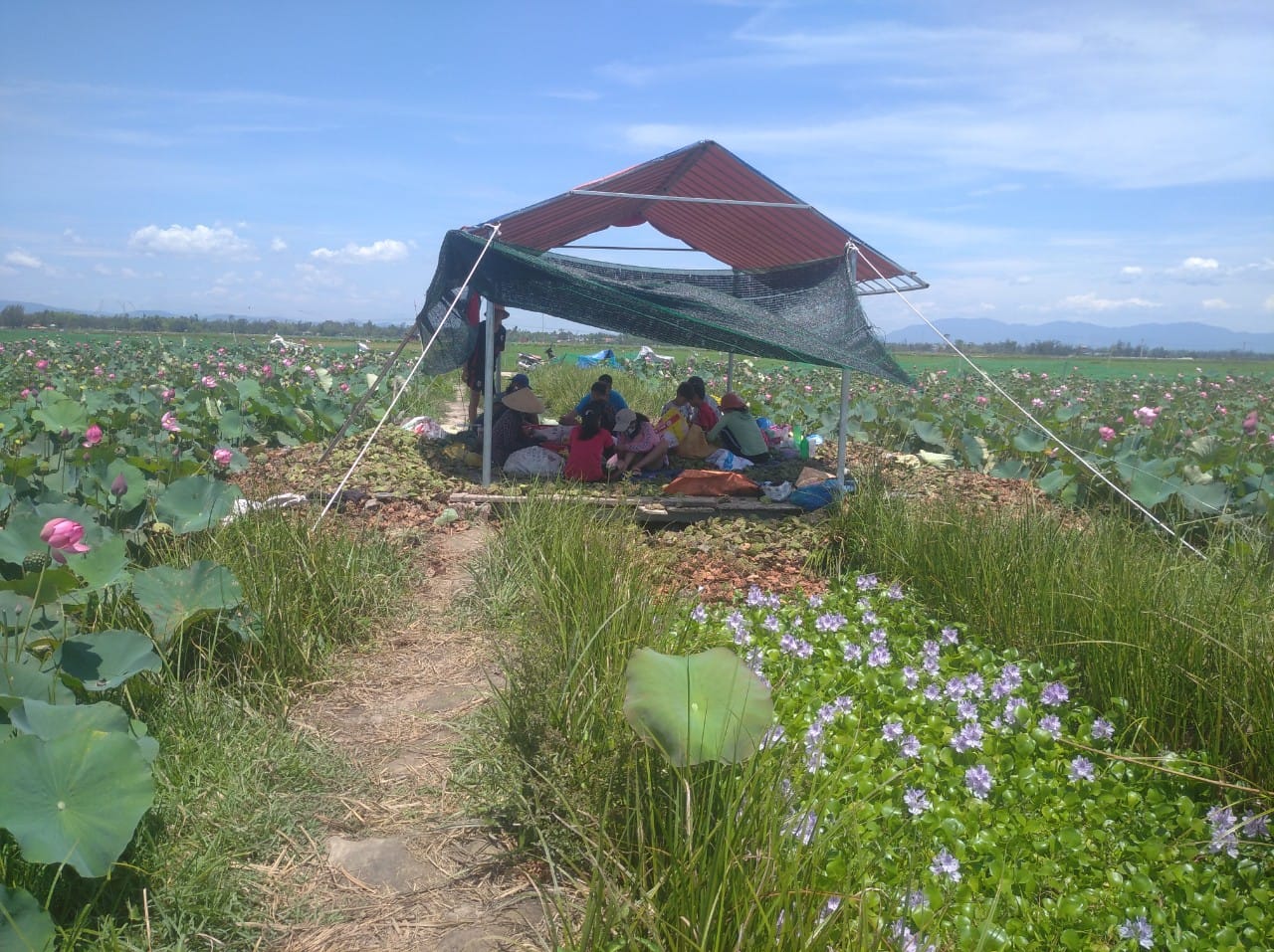 giai quyet viec lam tu cay sen 1